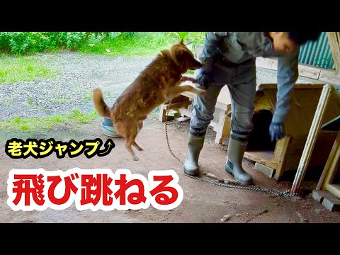 さんぽという言葉を覚えた老犬が嬉しそう