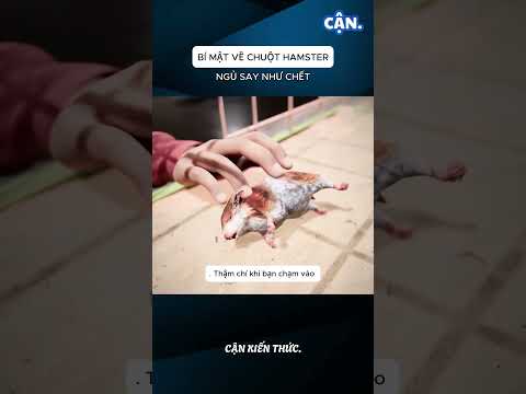 BÍ MẬT VỀ CHUỘT HAMSTER NGỦ SAY NHƯ CHẾT #xuhuong #shorts #viral #khampha  #cothebanchuabiet