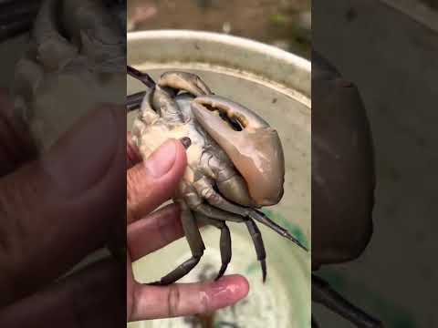 Cua đồng lột vỏ