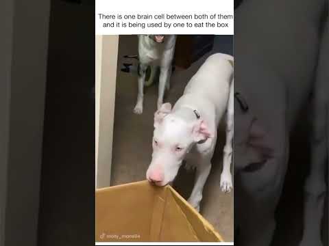 Watch Doggie Funnies to make you smile #cutedogs #funnydogs #funnyfurryfriends