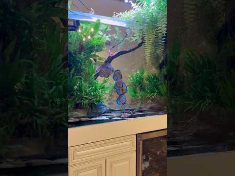 Incredible 300 Gallon Discus Aquarium! Inside one of the most stunning discus aquariums we’ve ever filmed — a stunning 300 gallon plant
