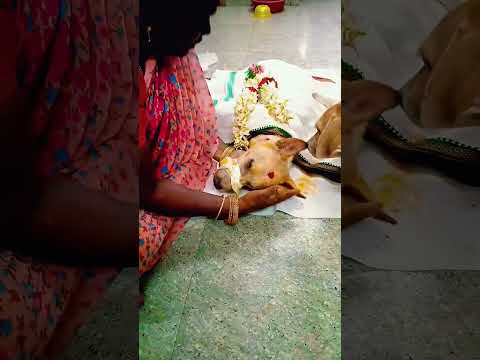 😭😭😭😭💔appunu(அப்புனு)....9500388134