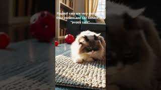 Ragdoll cats are very devoted to their owners and can behave like puppy cats :D #ragdollcat  #cat