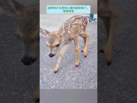 這名男子救了從斜坡滑落的小鹿 然後發生了這件事
