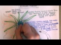Neuronal Function and Signal Transmission