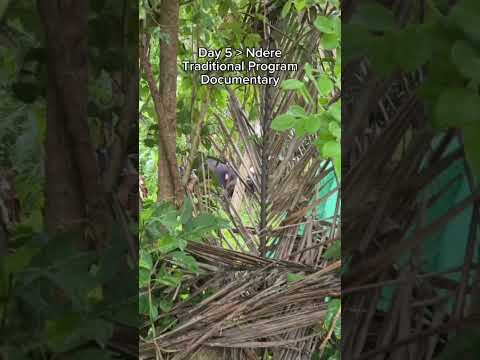 Official bloodline Documentation Rubicon who registered under Pordasi Indonesia #horse #animals #pet