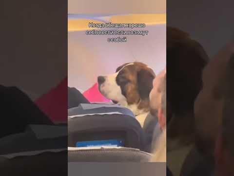 Самый воспитанный пассажир) #собака #любовь #топ #шортс #animals