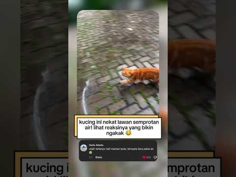 pertarungan serius : kucing vs selang air 😆#funnycats #shorts