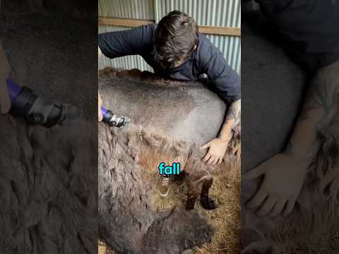 Sheep shearing #funfacts #funknowledge #funny