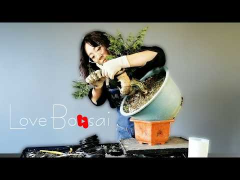 From large tree stumps to bonsai art  #bonsai #lovebonsai