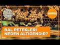 Honeycomb Construction and Design Concepts