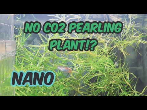 An Update On My Nano Planted Tank 