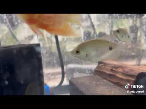 Giant Redtail Gourami Giant Redtail Gourami 🔴🐟
Native to Southeast Asia, the Giant Redtail Gourami is a massive, int