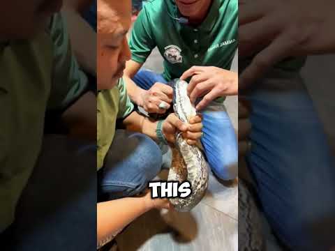 how many teeth does a snake have #shorts