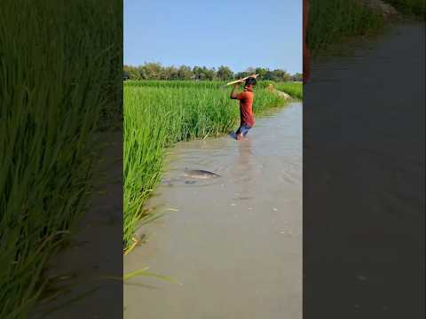 đang đi xem nước ruộng thì gặp con cá khủng và cái kết #fishing #short #cauca