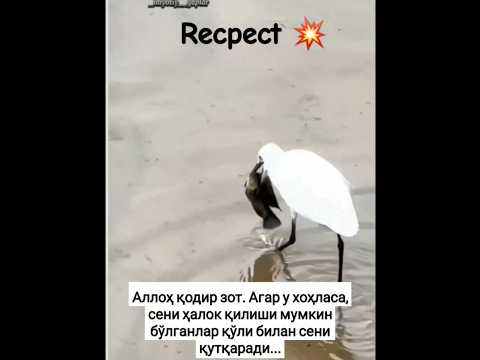 Аллоҳ қодир зот. Агар у хоҳласа, сени ҳалок қилиши мумкин бўлганлар қўли билан сени қутқаради. #rek