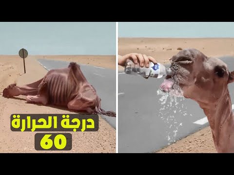 حيوانات طلبت المساعدة من البشر.. لحظات تحبس الأنفاس لعمليات الانقاذ