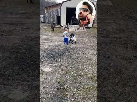 Cute baby fun with Goat ? #shorts #viral #1millionsubscribers #buraqpakistan