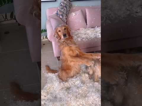 Doggy Confessions: Hilarious Guilt Trips #funnyvideos #dog #animalcomedy