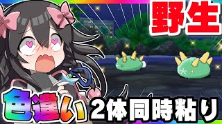 【色粘り】野生の色違いナマコブシを2匹並べるぞ！【USUM】