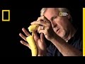 Banana Peel Theory and Titanic Breakup