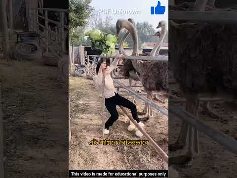 Ostrich egg collection - একটা আজব কাজ। #facts #shorts