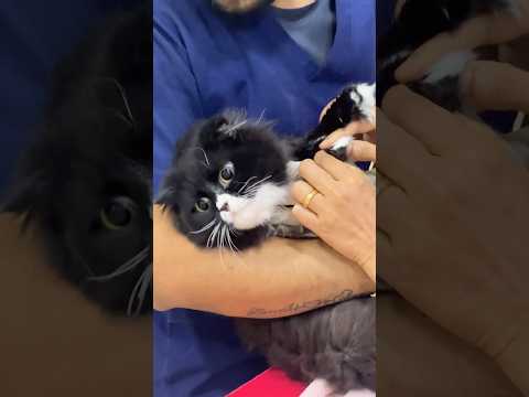 #cat #kitty #قط #مياو