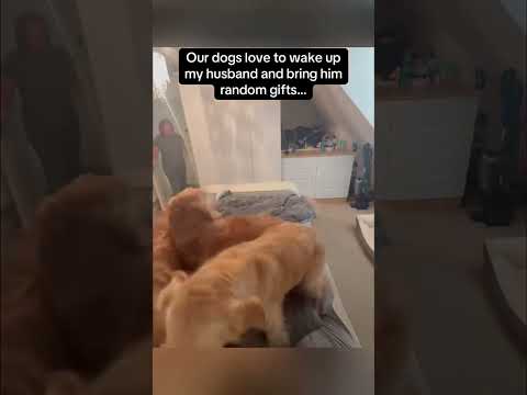 One hundred ways for dogs to wake up their owners. #funny #funnyvideos #funnydog #funnymoents #dog