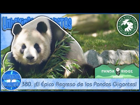 380. ¡El Épico Regreso de los Pandas Gigantes! Un Día Histórico en el Zoológico de San Diego