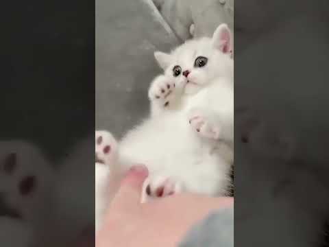 Cute kitten playing! Ask a vet to check on your cats health! link in bio! #catshorts #pets
