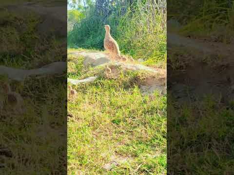 teetar voice 🔥#viral #foryou