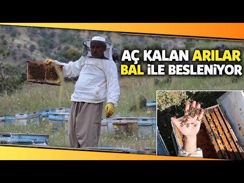 Kuraklık Nedeniyle Aç Kalan Arıları, Onlardan Aldıkları Balla Besliyorlar