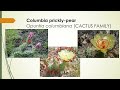 Cacti and Succulent Plant Characteristics