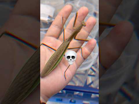 사마귀의 거인화?! 사마귀의 미친 성장률! #사마귀 #왕사마귀 #곤충 #거인 #거인화 #insects #mantis #prayingmantis #reels