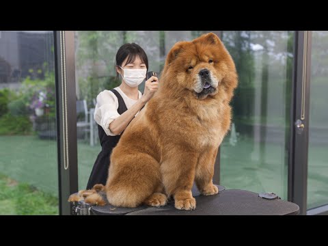 털 깎는데 수명도 같이 깎임