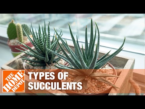Best Succulents for Your Garden