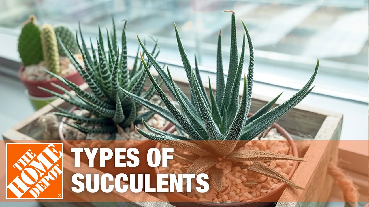 Best Succulents for Your Garden