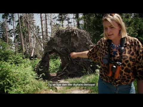 Eventyret venter – opdag Baden-Württembergs natur med Vicky Knudsen!