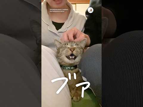 犬の動画サムネイル - 甘えん坊すぎて可愛い🥺💕｜PECO @shiro-kuro3