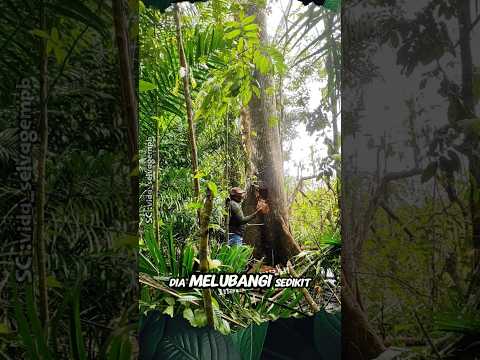 Metode Baru Menebang Pohon Besar #shorts #pohon
