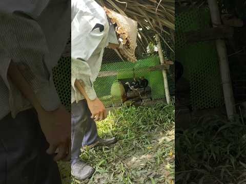 Thả gà ra vườn, tụi nó mừng như trúng số! Free at Last! My Chickens’ Joy When Released to the Garden