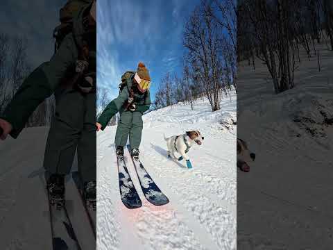 GoPro | Downhill Skiing with a Cute Pup 🎬 Elisabeth Mathisen
#Shorts #Dogs