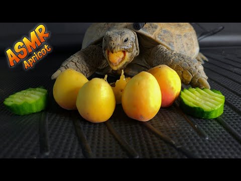 The Most Relaxing Tortoise Mukbang Ever🐢 Apricot Edition 🍑ASMR