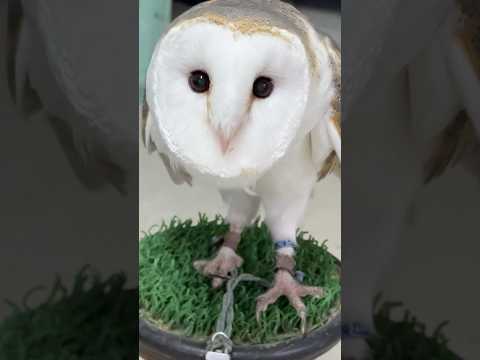 Barn owl 🦉 #birds #birdcall #owl #birdsound #animals #veiws #like #subscribe