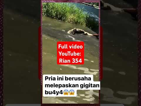 GIGITAN BUAYA MUARA #viralshort #shorts