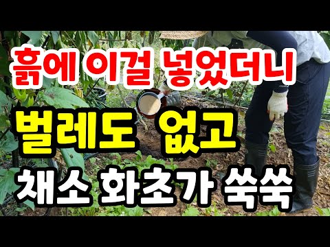 흙에 이걸 넣었더니 벌레도 없고 식물이 병들지 않아요 천연비료 유기농 건강한토양 친환경농사 정원화초 텃밭 마늘밭 양파밭 쪽파 식물종합영양제 미생물 부엽토  퇴비#액비#주말농장#귀농