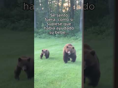 Bebe Oso Entró En Casa❤️ #animales #animal #naturaleza #bonito
