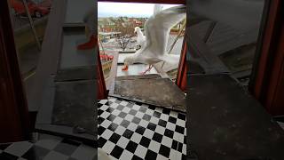 ¡Dos Pedazos Gigabtes De Salmón Para Mi Gaviota Gigante!