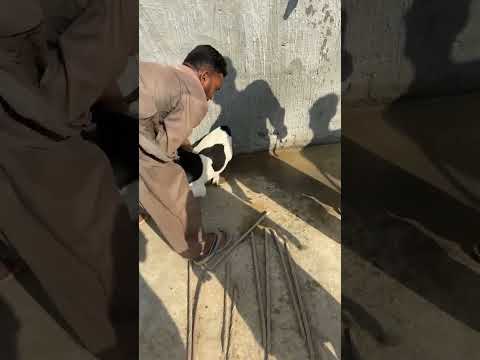 Kuda Hafiz Mare yara #got last day #beautifulanimal #ytshorts #nature #viralvideo