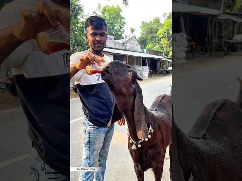 মানুষের মতো করে চা পান খায় এই ছাগলে🤙#youtubeshorts #ytshorts #viralvideo #video #foryou